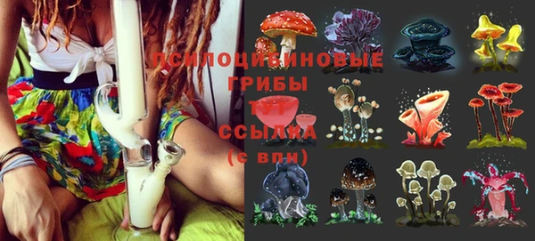 сатива Каменногорск